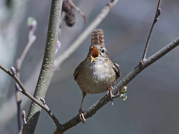 Qu'est-ce que tu devrais savoir concernant les maisons troglodytes ?