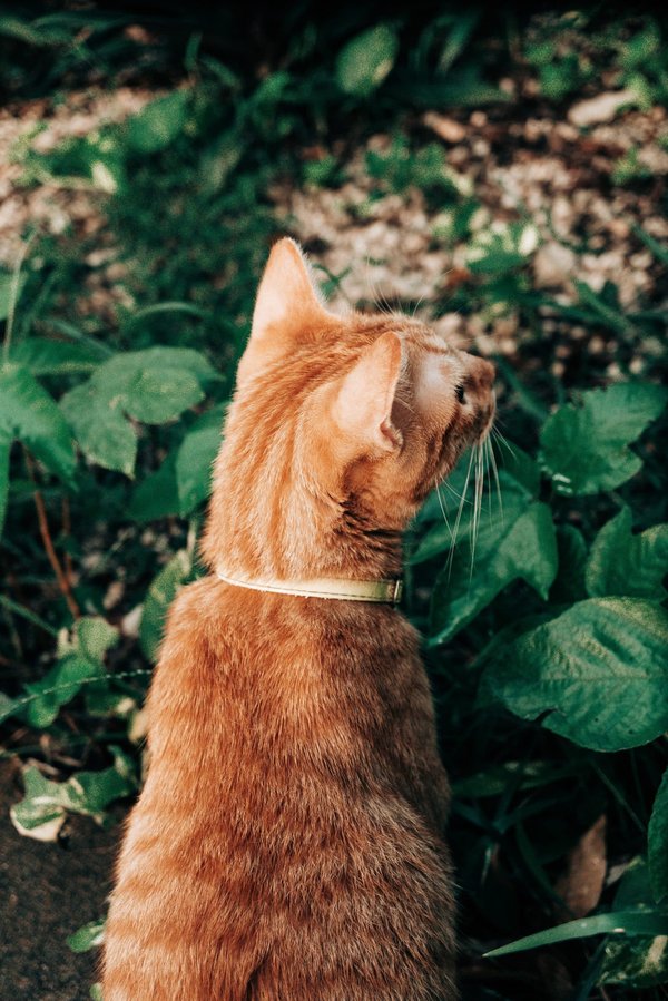 Comment cultiver des légumes bio dans votre jardin