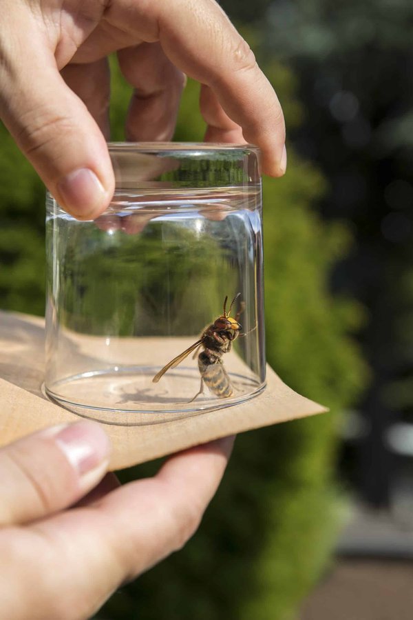 Quelles mesures simples peuvent être prises pour protéger votre maison contre les frelons ?
